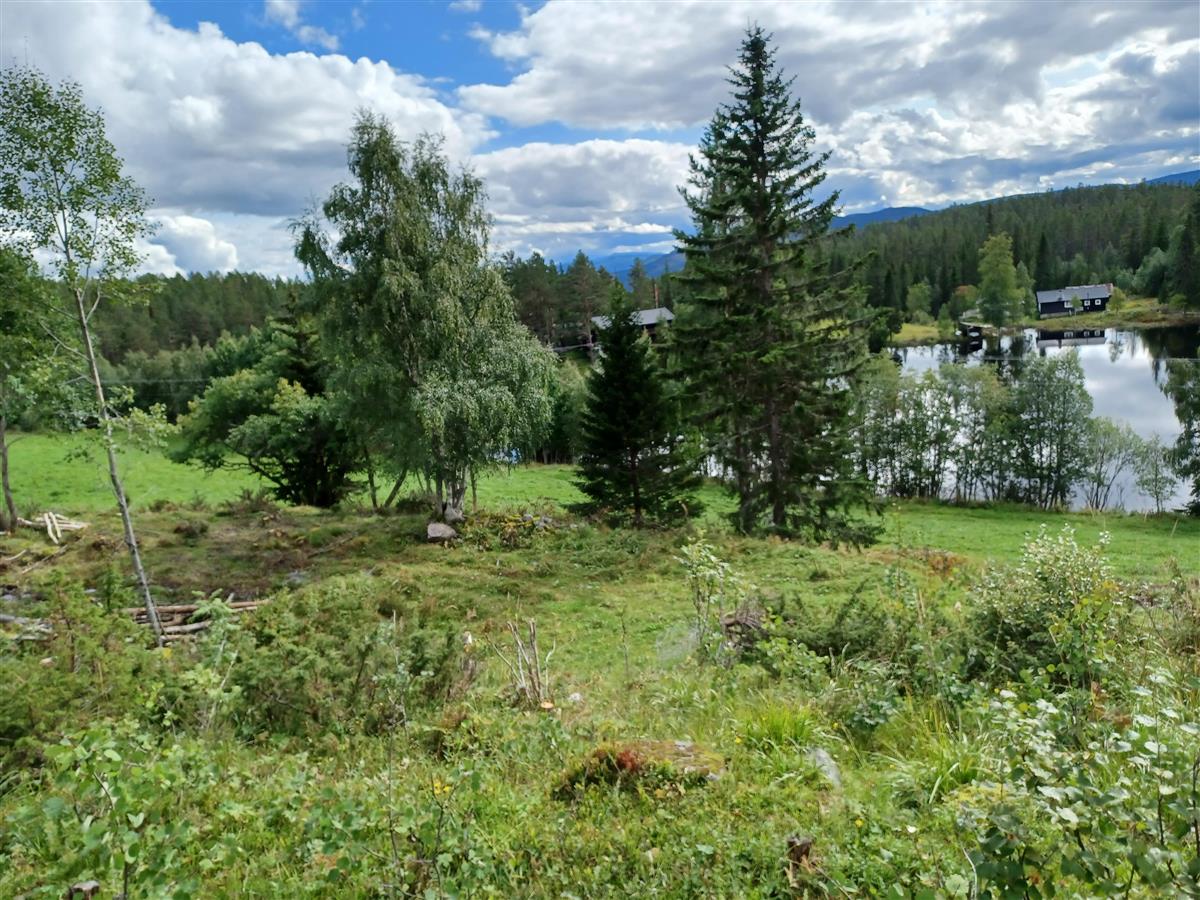 Bilde av beitelandskap - Klikk for stort bilde